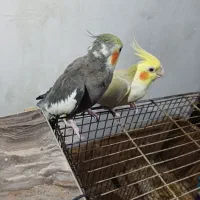 عروسی هلندی ۲۵۰۰۰۰۰
