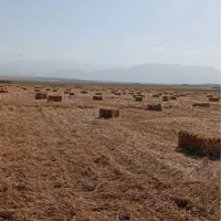 پرس گندم وجو