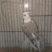 عروس هلندی ماده مولد