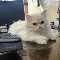 کلینیک دامپزشکیی سگ گربه و اسب در ماهدشت