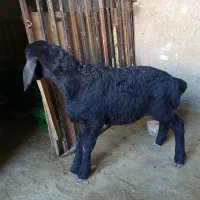 بره نر قزل افشار شیرمست درجه یک خوشگل