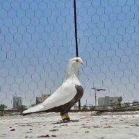 کبوتر