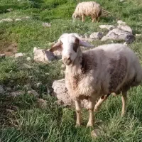 قوچ|عمده‌فروشی|شیروان (لرستان), |دیوار