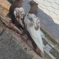 دوتا ماده سینه