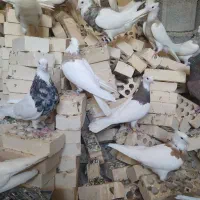 فروش 22 عدد طوقی درجه یک