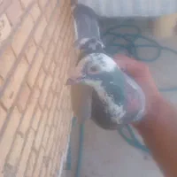 کبوترپلاکی.ماده