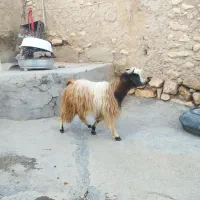 بزغاله نر نژاد عراقی