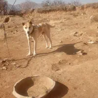 سگ گله گی