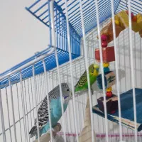 مرغ عشق نر ماده