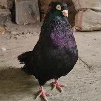 کفتر زاغ آبادانی کبوتر