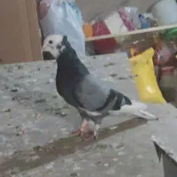 کفتر شازده نر