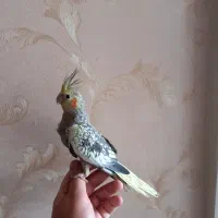 عروس هلندی دست آموز