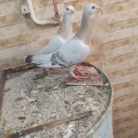جفت ریحانی