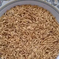 بذر شالی (فجر 90روزه)