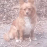 پامرین روباهی