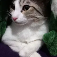 واگذاری رایگان گربه