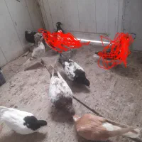 ۷عدد کفتر همه با دانه ۲۵۰میدم