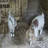 بز و بزغاله