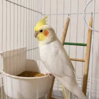 دو عدد عروس هلندی