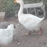 غاز و قو غاز