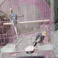 طوطی عروس هردو نر