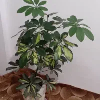 گل طییعی|گل و گیاه طبیعی|گلبهار, شهر جدید گلبهار|دیوار