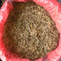 الگز