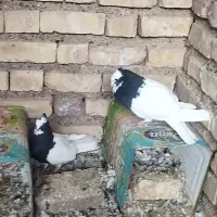 پرنده طوقی سیاه