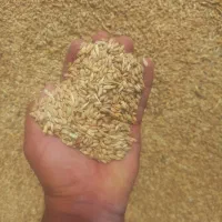 گندم|خوردنی و آشامیدنی|ارسنجان, |دیوار