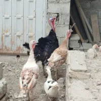 بوغلمون سالم و سرحال