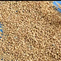 فروش گندم مرغوب درجه یک - حداقل ۲ تن - قیمت مناسب
