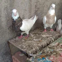 تعدادی کفتر طوقی و جفتی