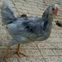 خروس