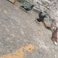 کفتر