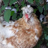 مرغ سلطان دو عدد زرنگ تخم گذار