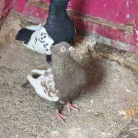 سه جفت کبوتر نقش