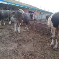 گوساله گوشتی سیمنتال