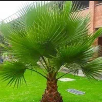 گل کاری ، باغبانی، حرص درختان ، باغچه کاری ،