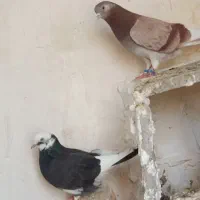 نر و ماده دهنخور