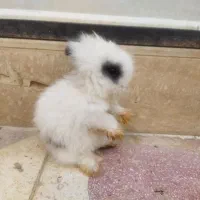 بچه خرگوش لوپ
