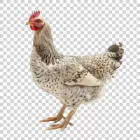 مرغ تخم گذار دهدشت