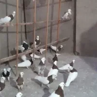 کفتر
