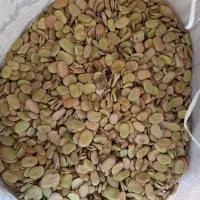 باقله