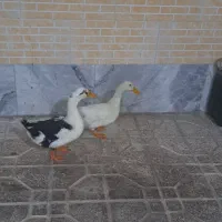 اردک