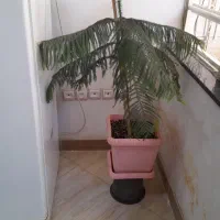 کاج مطبق