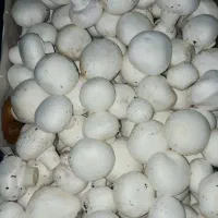 فروش یا واگذاری تجهیزات واحد تولید و پرورش قارچ