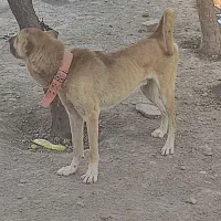سگ سرابی 20ماهه