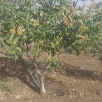 افزایش تناژ بارت هستی