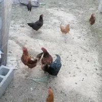10 عدد مرغ جوان