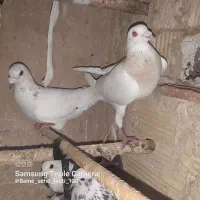 کفتر کلسفید پرستویی  پرشی پلاکی سینه ای سرور